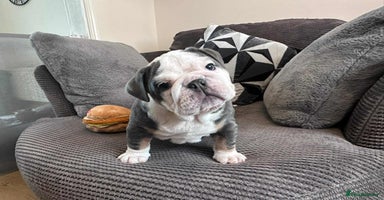 English Bulldog dogs English Bulldog puppies  - Advert 4