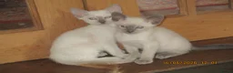 Siamese cats for sale: siamese kittens - Advert 5
