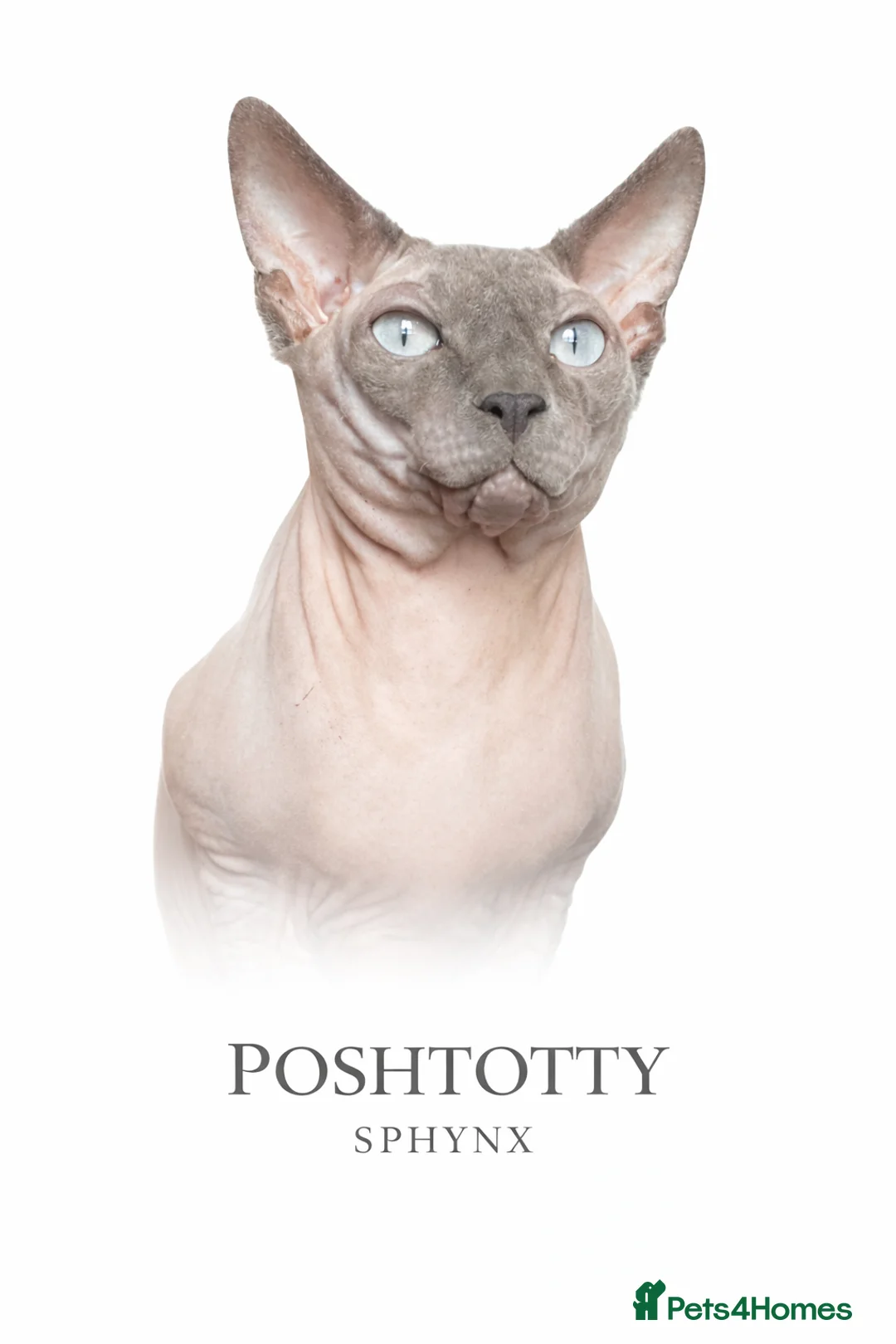 Sphynx cats for stud: TICA Active - European Champion Bloodlines - Advert 4