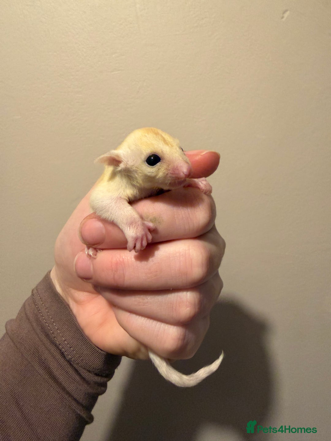 Sugar Glider rodents for sale: Female leu sugar glider to reserve  - Advert 4