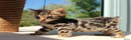 Bengal cats for sale: CUTE BENGAL FEMALE (TICA REG) - Advert 3