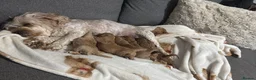 Cavachon dogs for sale: Cavapoochons  in Haverfordwest - Advert 11