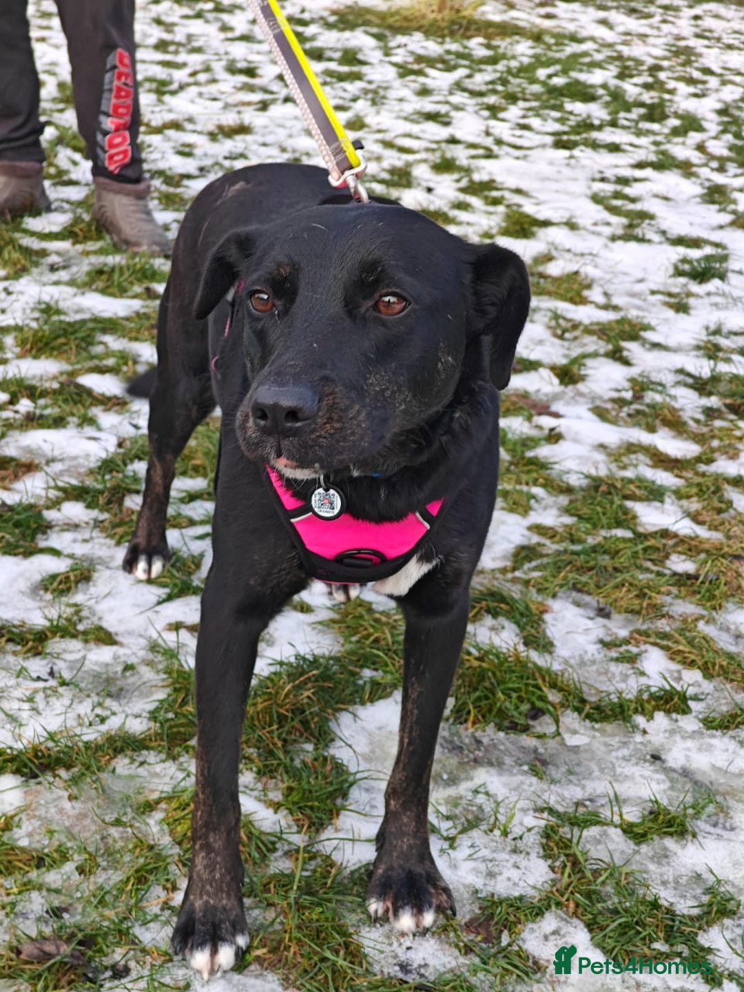 Mixed Breed dogs for adoption: ❤️Blacky❤️1.5 yo upper-medium girl-Labrador cross - Advert 21