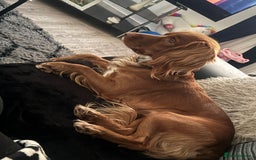 Cocker Spaniel dogs for sale: Cocker spaniel  - Advert 1