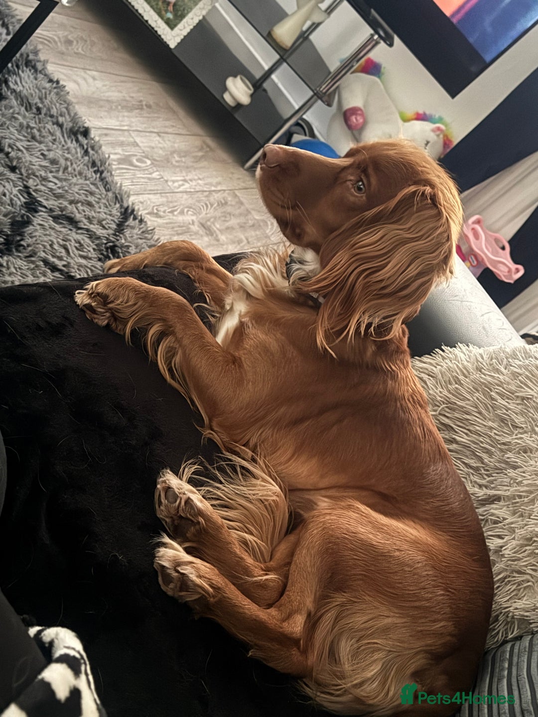 Cocker Spaniel dogs for sale: Cocker spaniel  - Advert 1