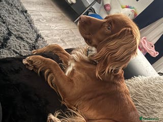 Cocker Spaniel dogs Cocker spaniel - Advert 20