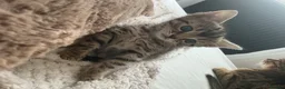 Bengal cats for sale: Bengal kittens for sale.  - Advert 8