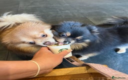 Pomeranian dogs for sale: Teddybear cuddly Retired spayed 1-2 years old  - Image 27