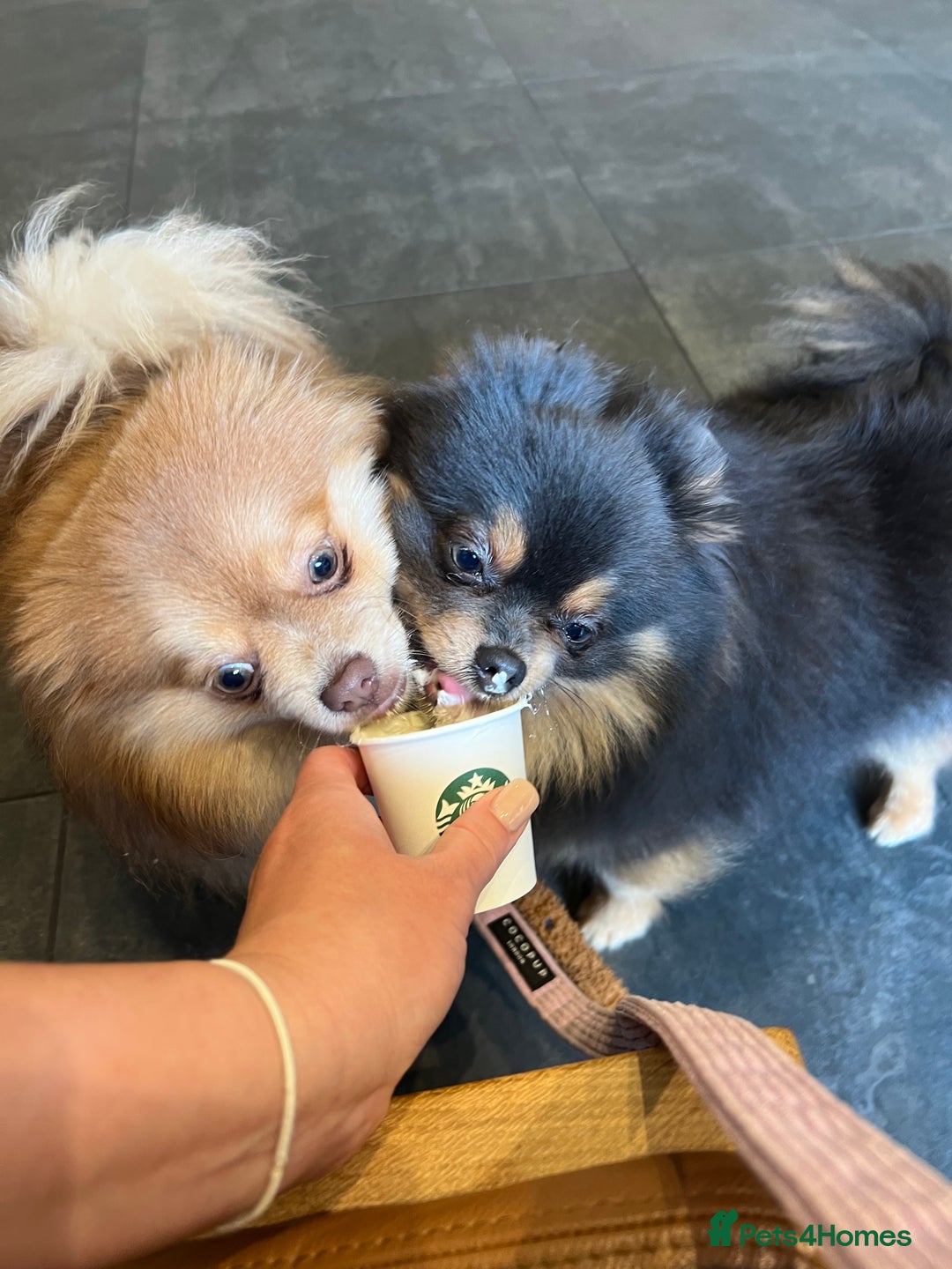 Pomeranian dogs for sale: Teddybear cuddly Retired spayed 1-2 years old  - Image 27