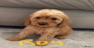 Cockapoo dogs - Advert 16