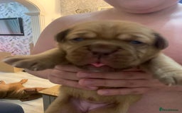 Dogue De Bordeaux dogs for sale: Beautiful chunky ddb puppies  - Image 5