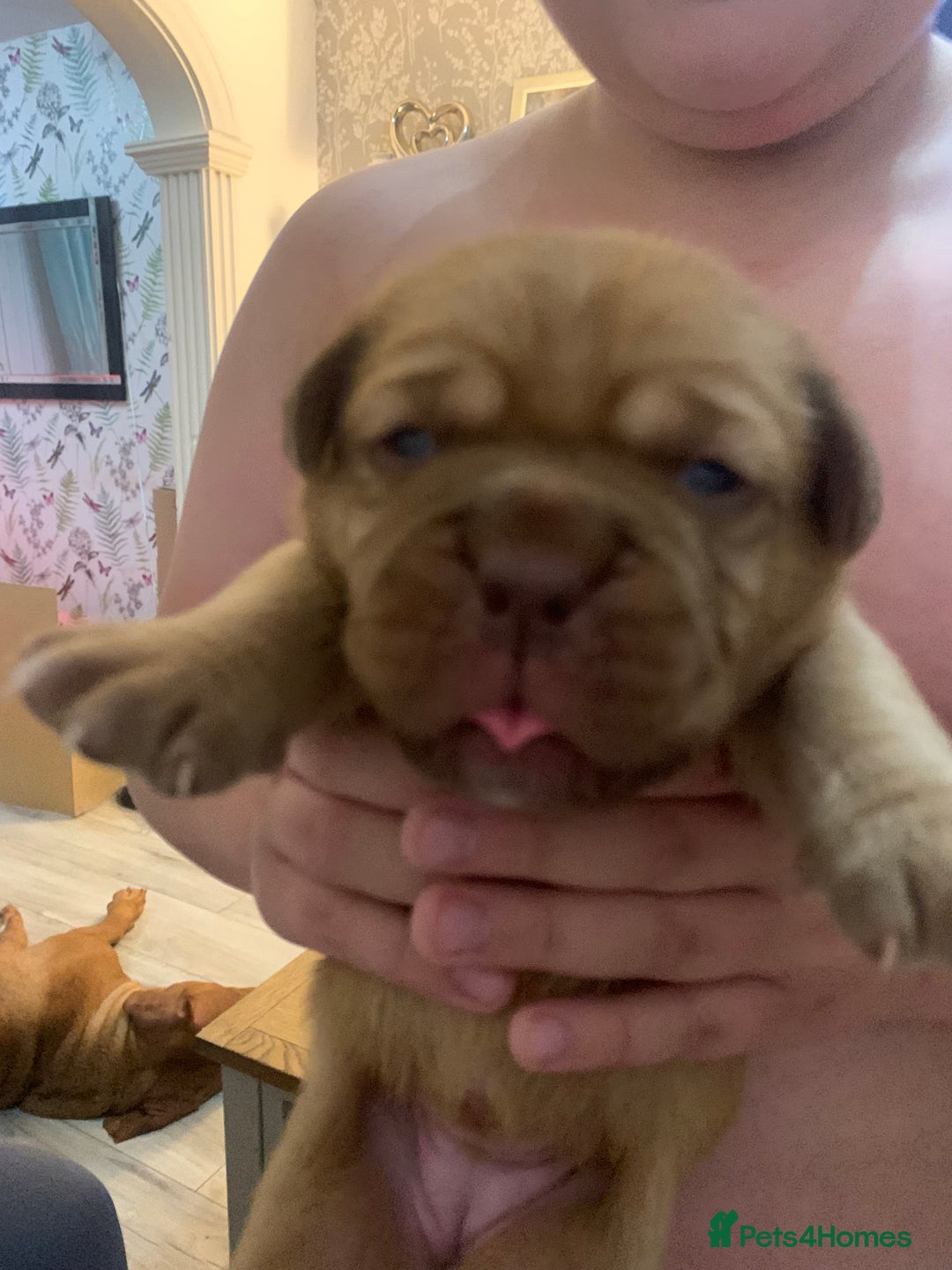 Dogue De Bordeaux dogs for sale: Beautiful chunky ddb puppies  - Image 5
