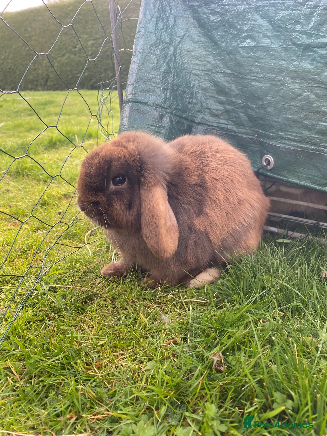 Mini Lop rabbits for sale: Smokey the mini lop - Advert 1