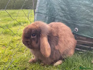 Mini Lop rabbits Smokey the mini lop (Or Best Offer) - Advert 8