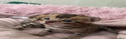 Bengal cats for sale: 1 Male bengal kitten - Advert 3