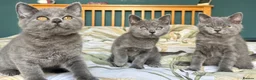 British Shorthair cats for sale: Beautiful British Shorthair kittens  - Advert 6