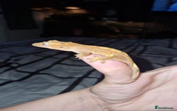 Gecko reptiles for sale: Gecko and vivarium  - Image 1