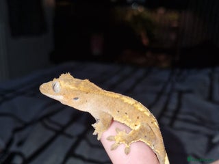 Gecko reptiles - Advert 1