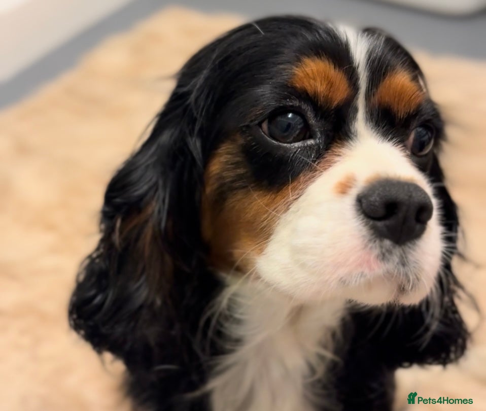 Cavalier King Charles Spaniel dogs Female KC Health Tested Cavalier for sale  - Advert 13