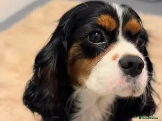 Cavalier King Charles Spaniel dogs Female KC Health Tested Cavalier for sale - Advert 14