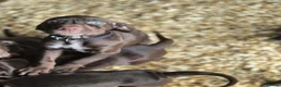 Mixed Breed dogs for sale: Stunning Vizsla X puppies - Advert 4