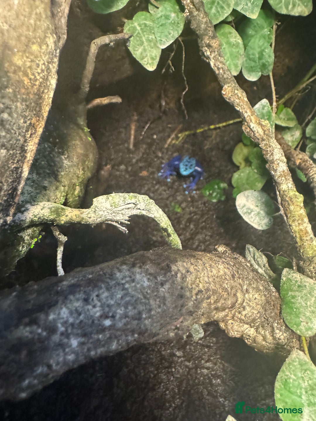 Frog reptiles for sale: 3 blue dart frogs - Image 4