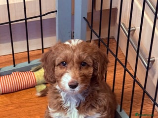 Labradoodle dogs Labradoodles - Advert 8