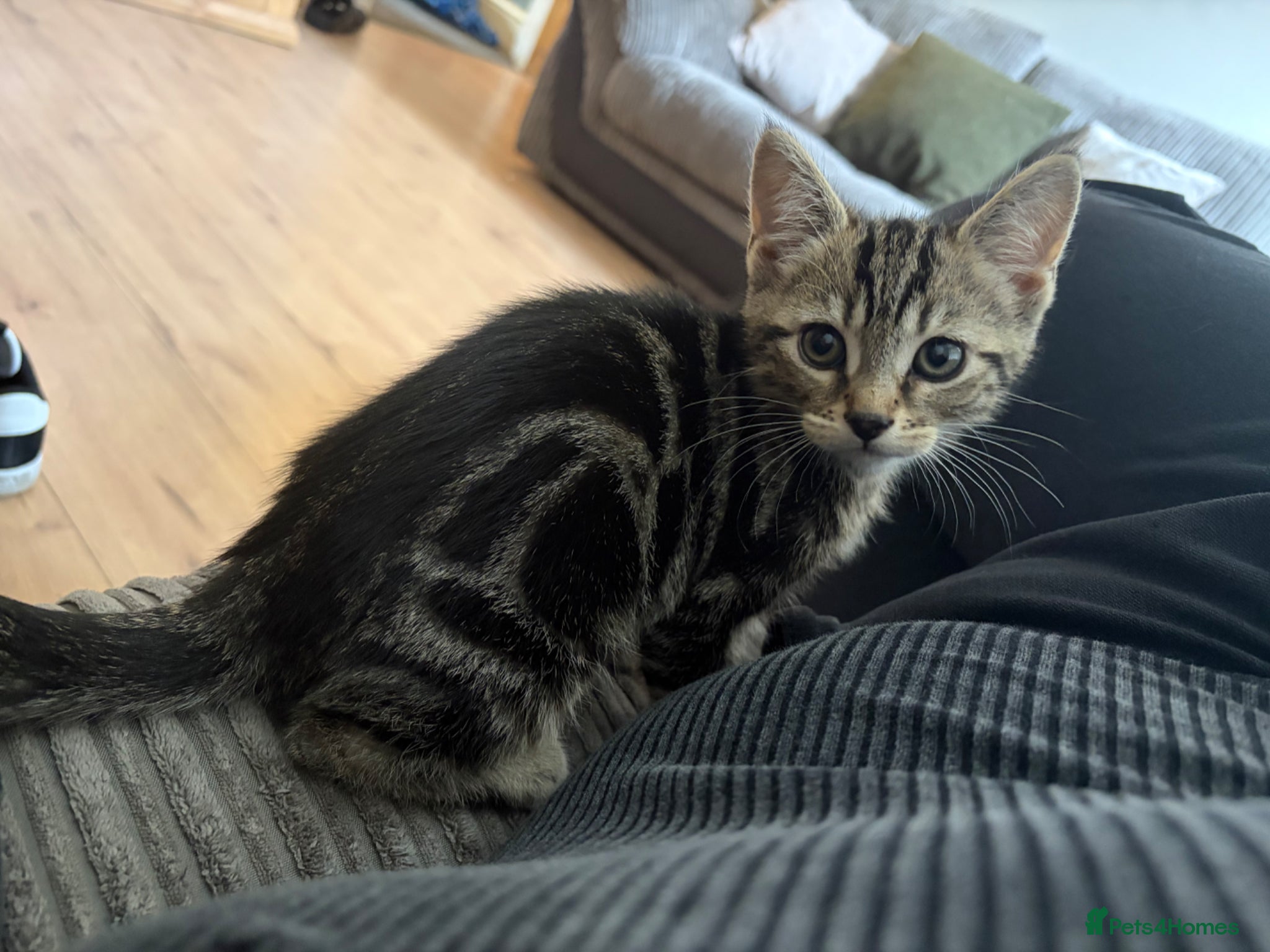 Mixed Breed cats Beautiful tabby male  - Advert 3