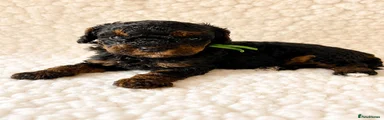 Cavapoo Puppy 1