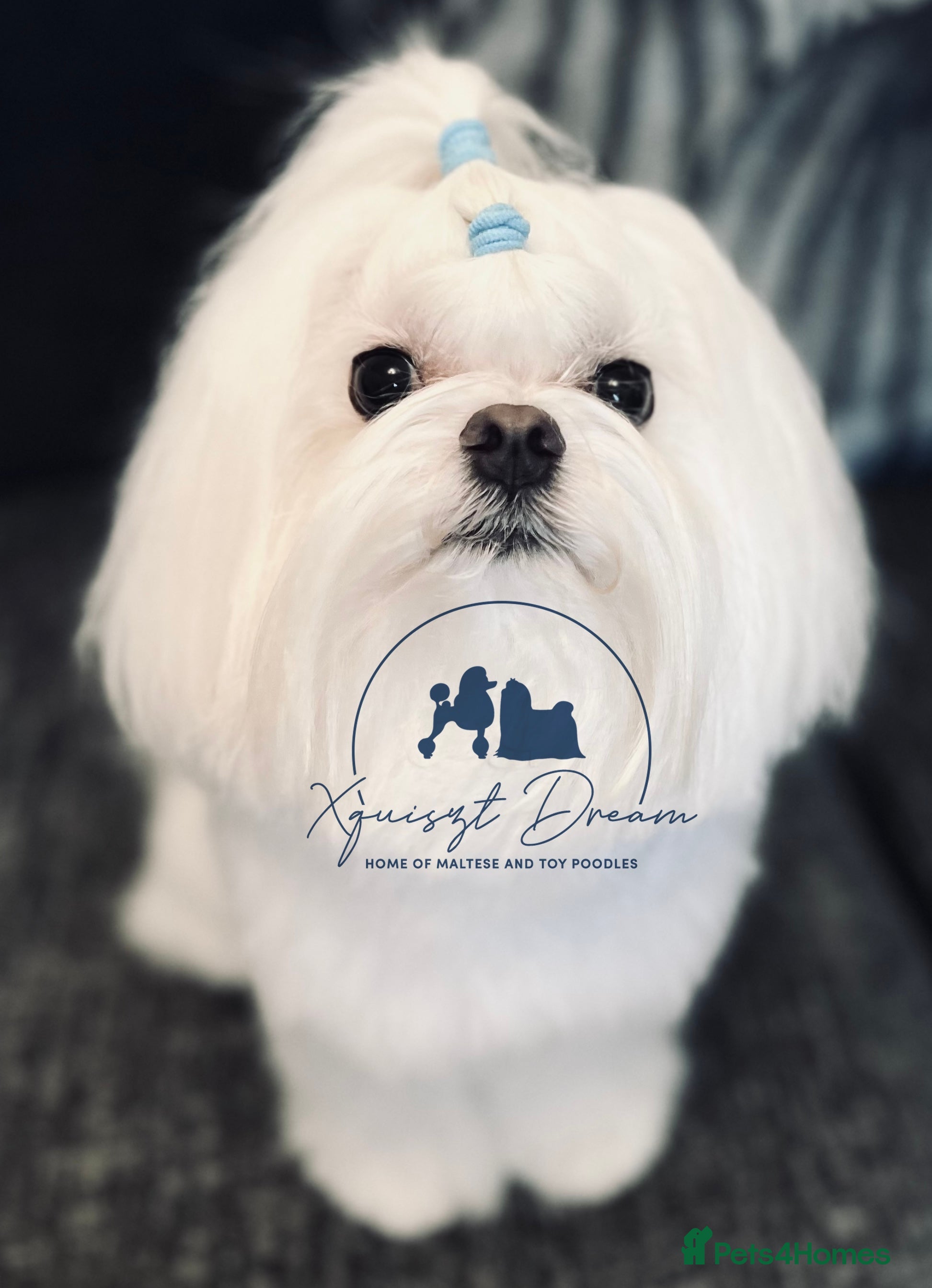 Maltese dogs OCTAVIUS Korean Maltese KC Registered Proven Stud in Halesowen - Advert 1