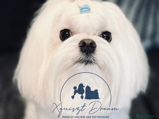 Maltese dogs in Halesowen - Advert 13