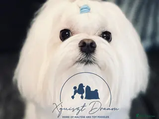 Maltese dogs OCTAVIUS Korean Maltese KC Registered Proven Stud in Halesowen - Advert 19