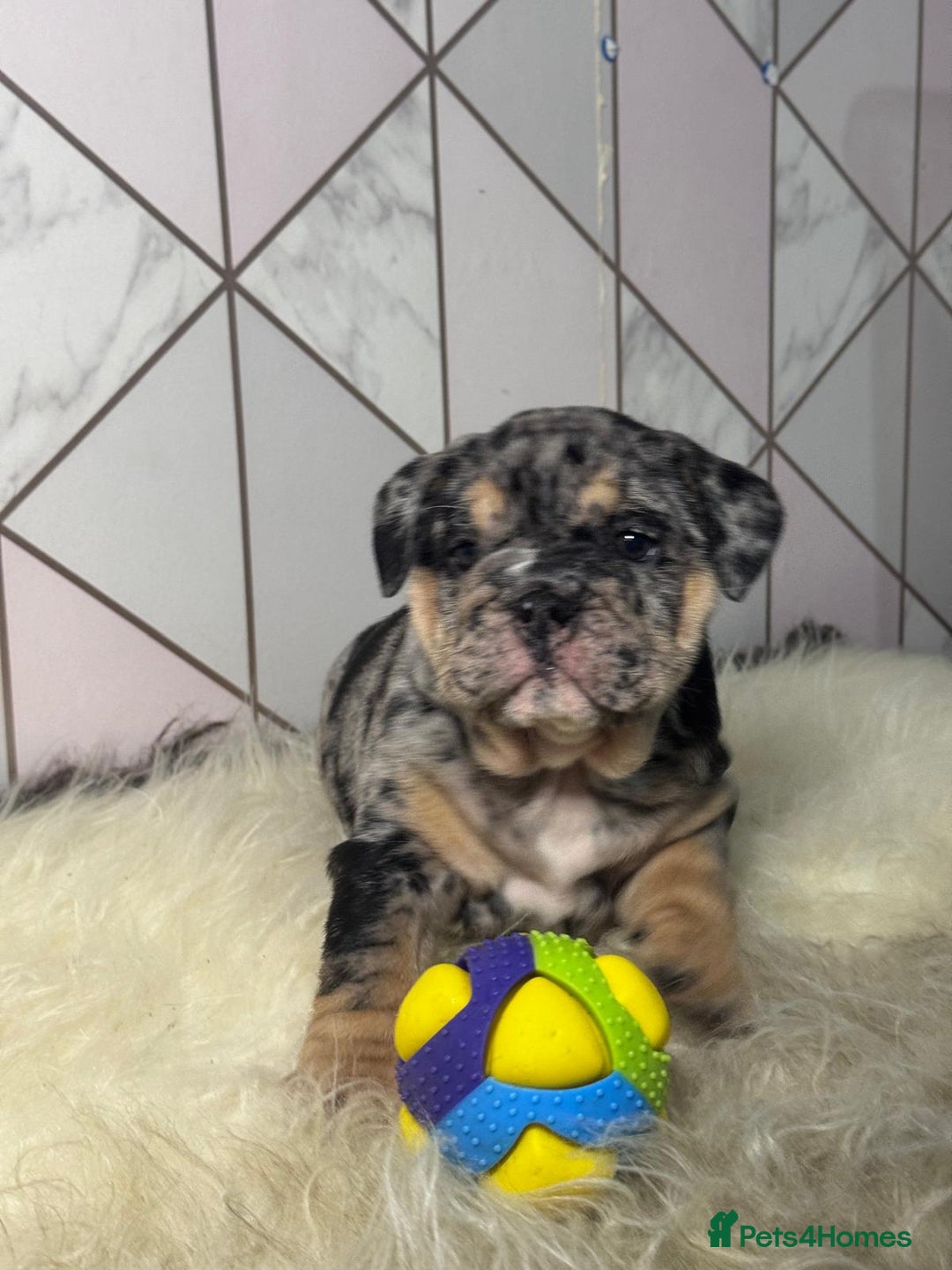 English Bulldog dogs for sale: English Bulldog Puppies - Image 7