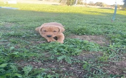 Labrador Retriever dogs for sale: Labrador puppies working or pet - Image 3