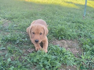 Labrador Retriever dogs - Advert 17