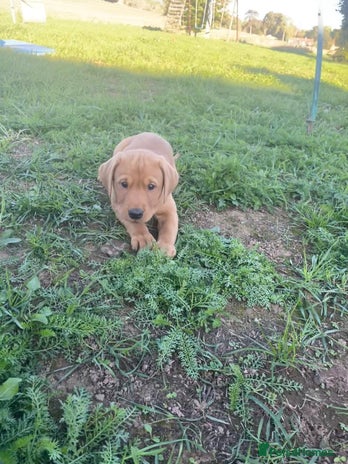 Labrador Retriever dogs - Advert 7