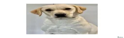 Labrador Retriever dogs for sale: KC Registered Labrador puppies - Advert 11