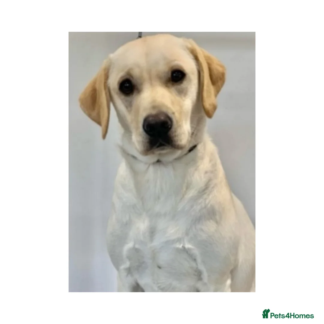 Labrador Retriever dogs for sale: KC Registered Labrador puppies - Advert 11