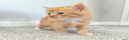 Persian cats for sale: Ginger Persian/ragdoll mix girl kitten, adorable! - Advert 4