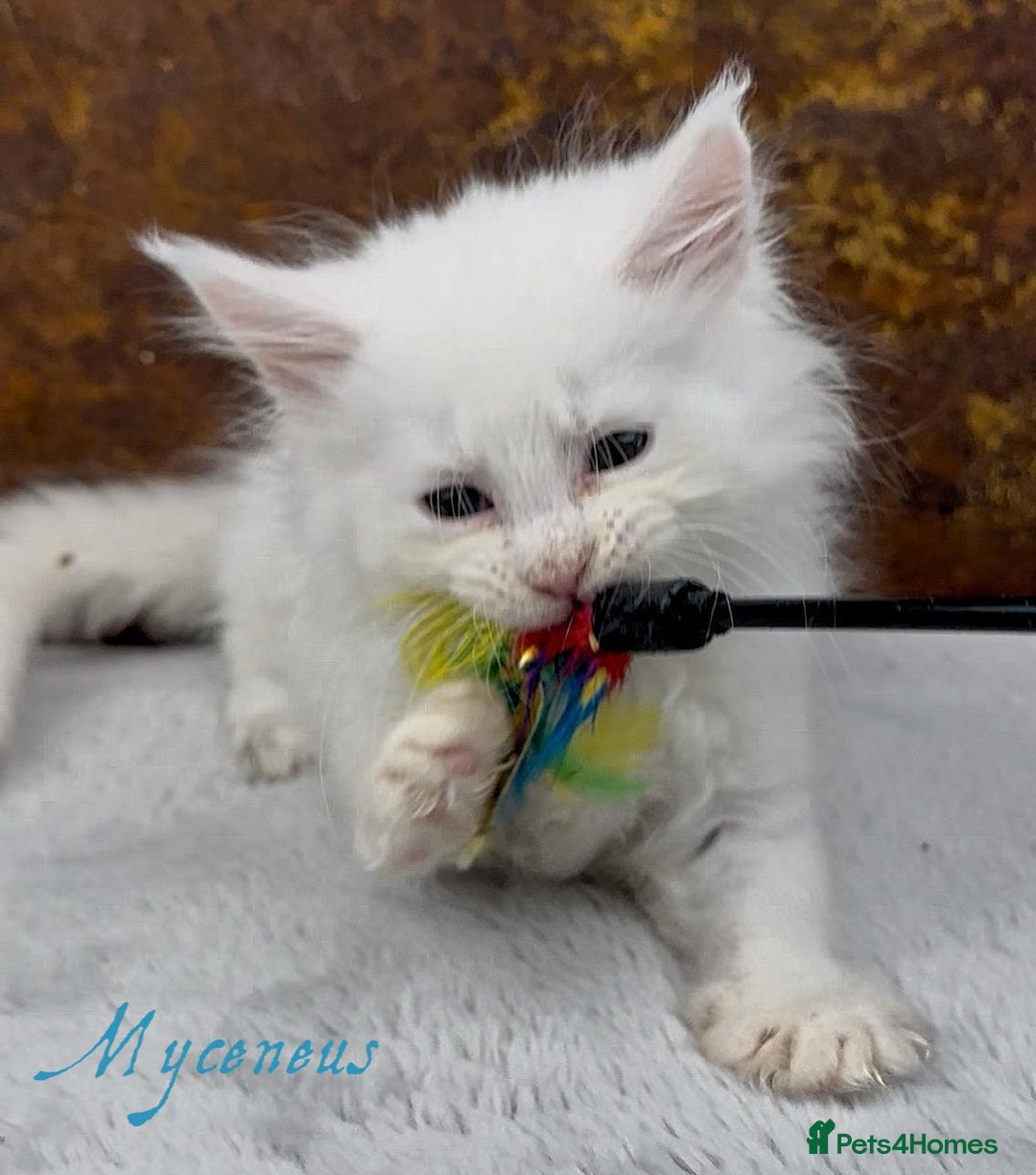 Maine Coon cats for sale: Championship line GCCF Maine Coon kittens  - Image 12