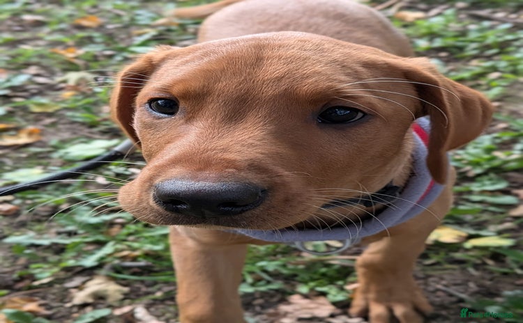 Labrador Retriever dogs - Advert 10