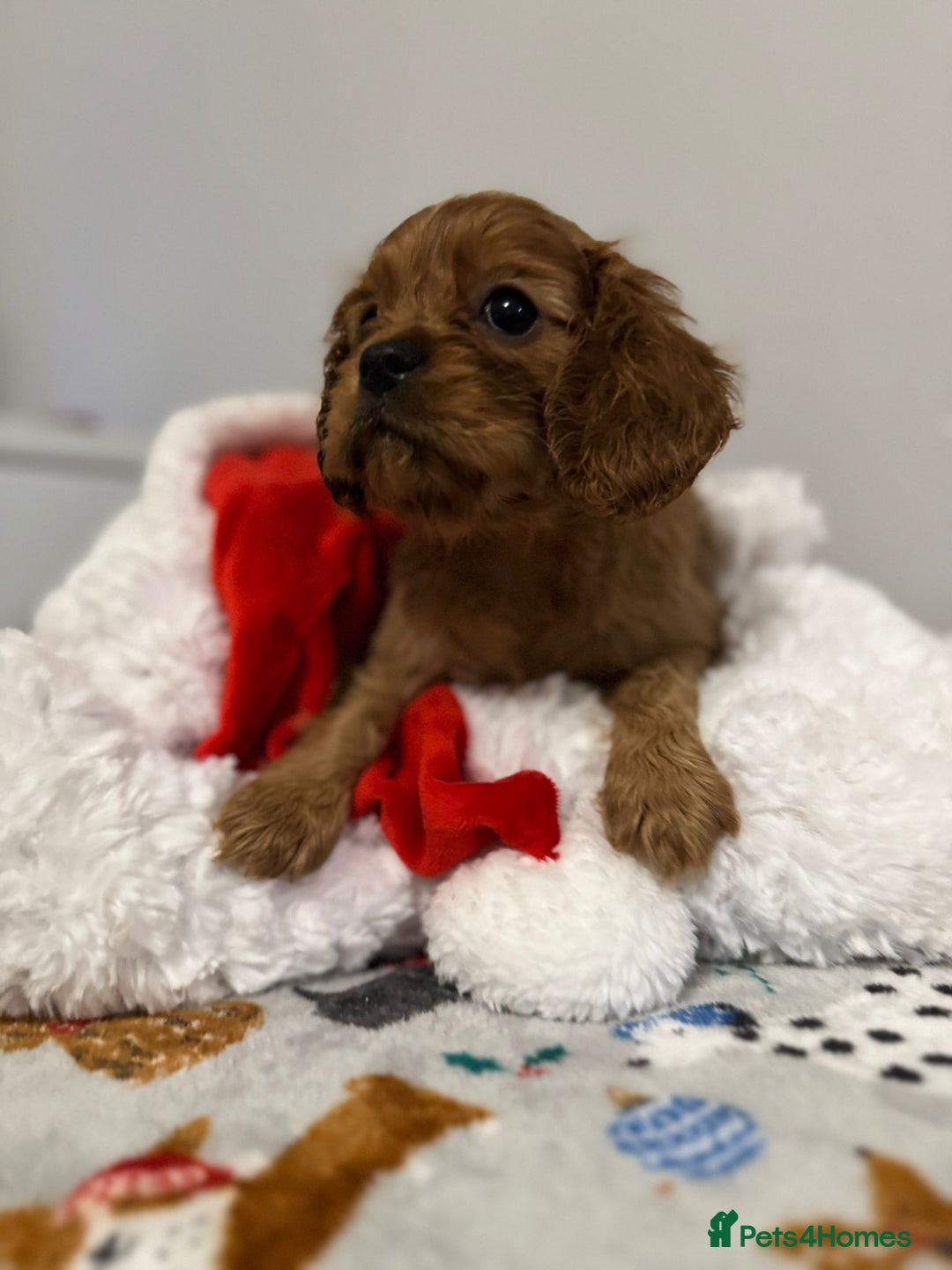 Cavalier King Charles Spaniel dogs for sale: Cavalier King Charles Spaniel Pups KC Reg - Advert 16