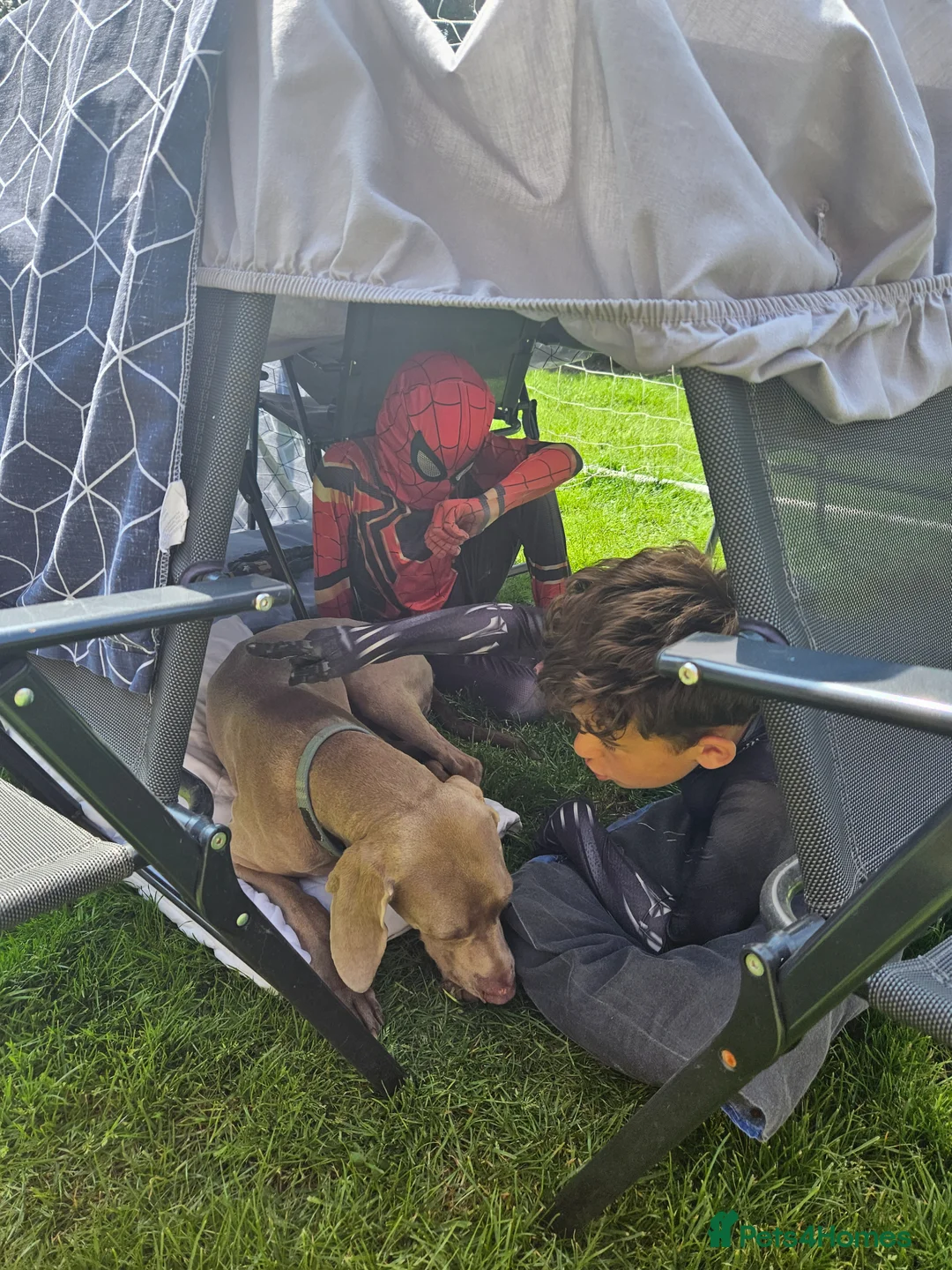 Weimaraner dogs for sale: 4yo female Weimaraner needs a loving home - Advert 2