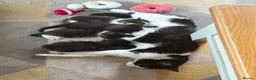 Mixed Breed cats for sale: Beautiful kittens - Advert 1
