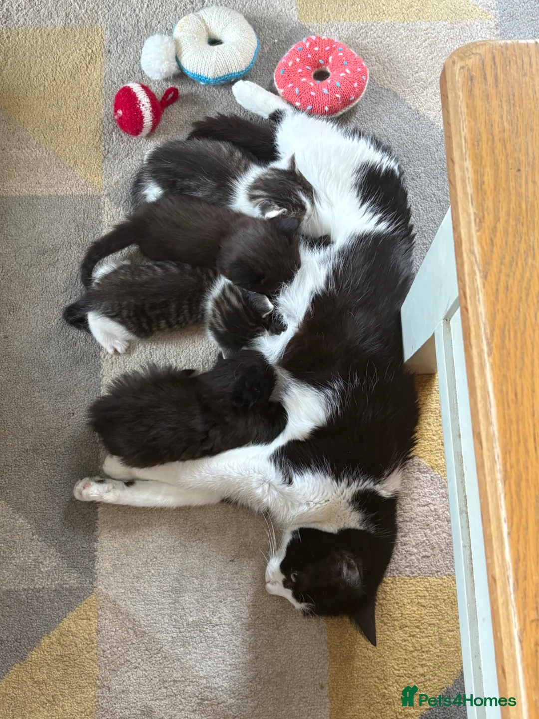 Mixed Breed cats for sale: Beautiful kittens - Advert 1