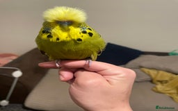Budgerigars birds for sale: Two budgies  - Image 4
