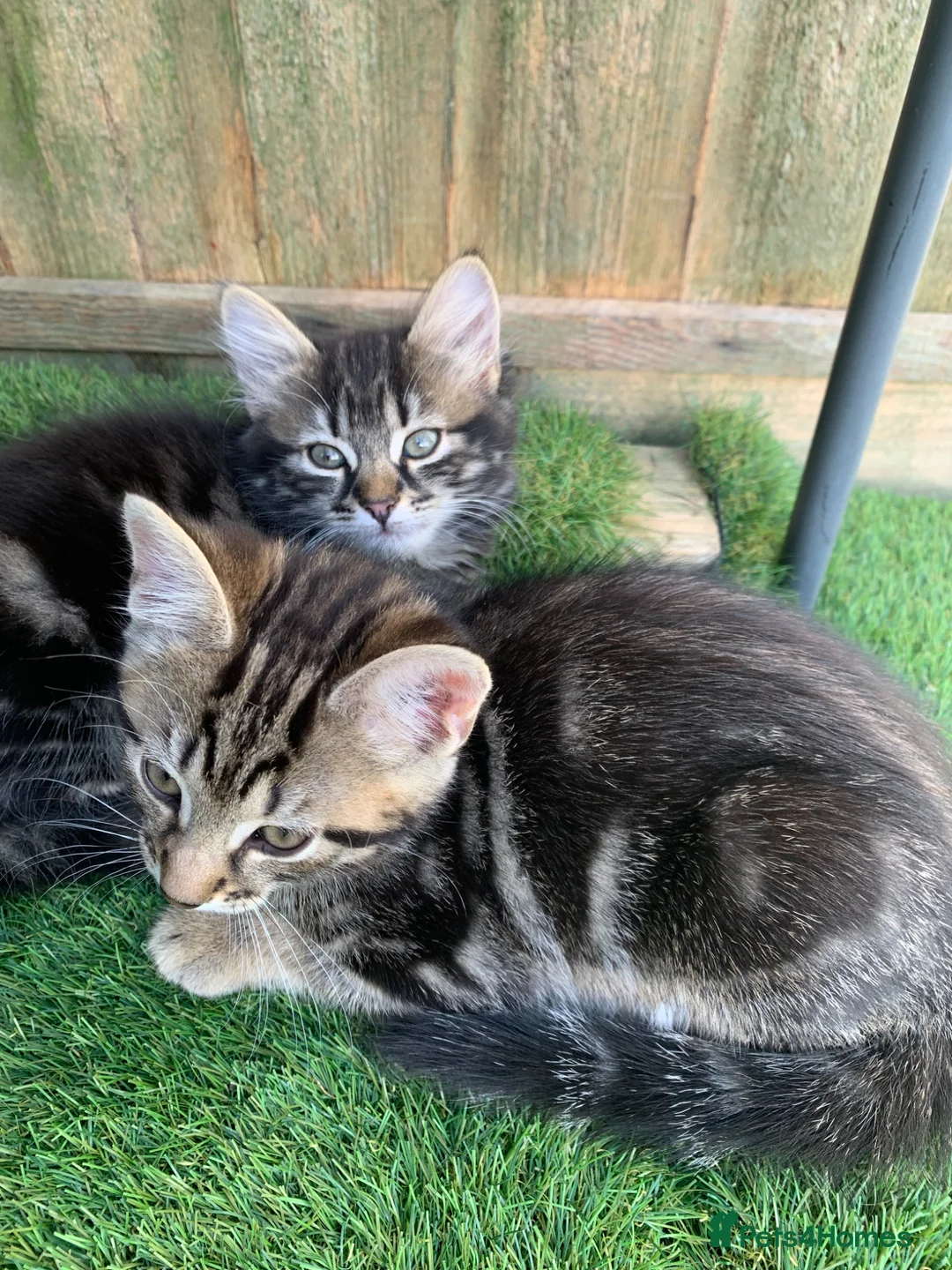 Mixed Breed cats for sale: Kittens  in Harrow - Advert 9
