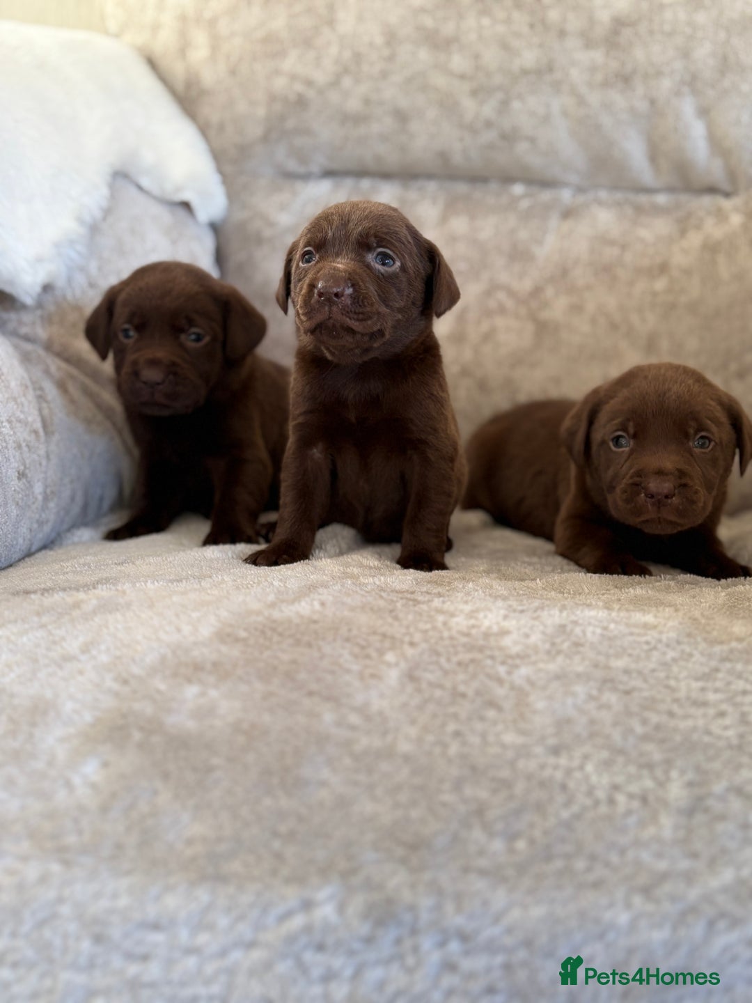 Labrador Retriever dogs for sale: Stunning Labrador puppies - Advert 3