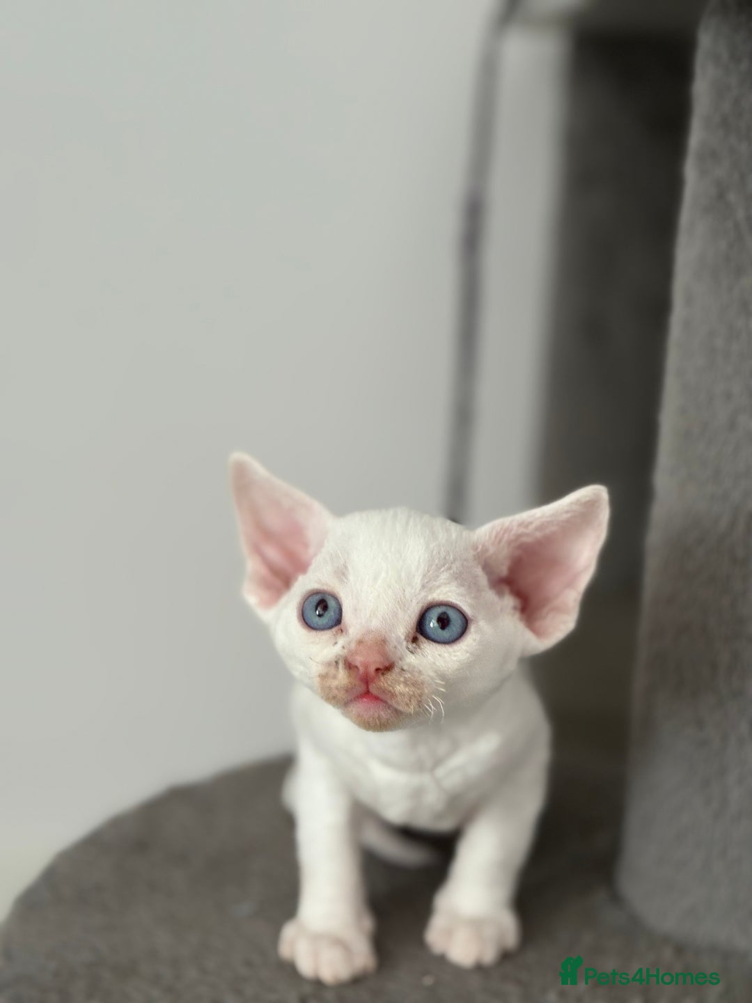 Devon Rex cats for sale: ❤️2 male Devon rex available 😻 - Image 7