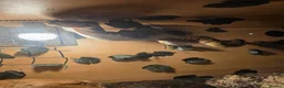 Python Snake reptiles for sale: Ball Python + XL Vivarium in Lichfield - Advert 3